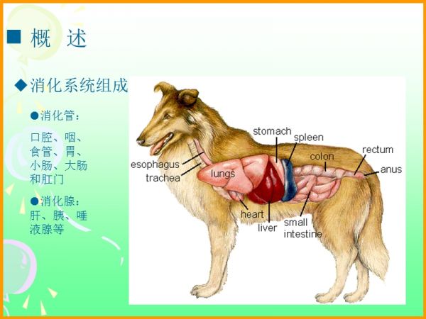 犬消化系统课件.ppt_第5页
