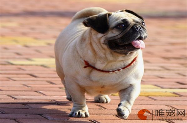 狗狗吃多了怎么帮助消化 多久恢复