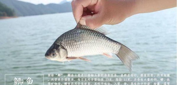 淡水鱼都有什么鱼