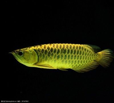 龙鱼是淡水鱼吗（龙鱼是一种大型淡水鱼，它们属于骨舌鱼科）