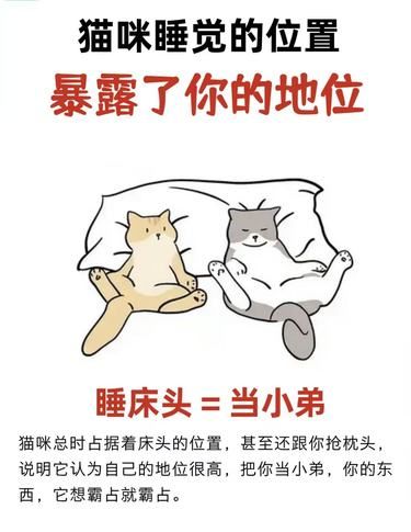猫咪在你家睡觉的姿势暴露了在他心中的地位[发怒]