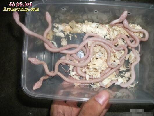 网购宠物蛇 在哪里网购宠物蛇 需要注意什么？