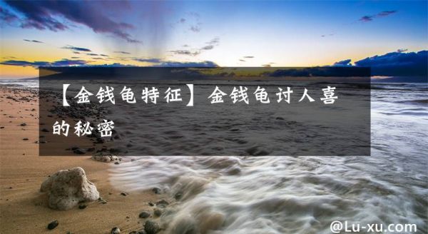 【金钱龟特征】金钱龟讨人喜的秘密文章配图