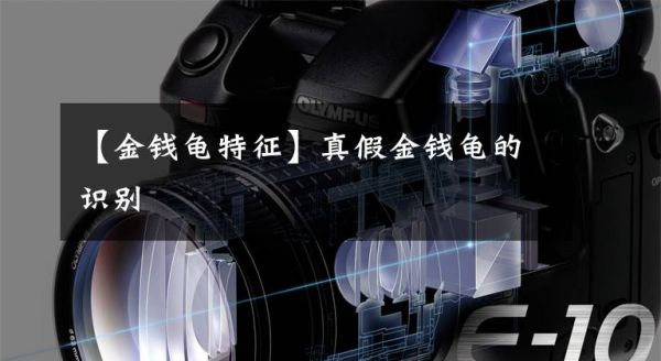 【金钱龟特征】真假金钱龟的识别