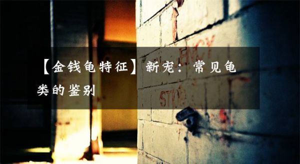 【金钱龟特征】新宠：常见龟类的鉴别
