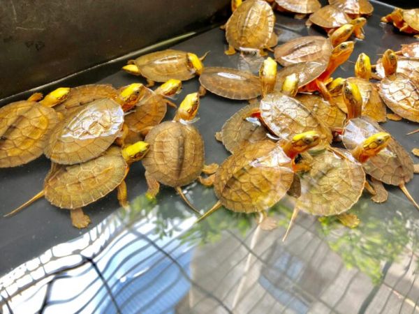怎么养金钱龟?