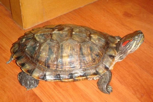 金钱龟喜欢晒太阳吗