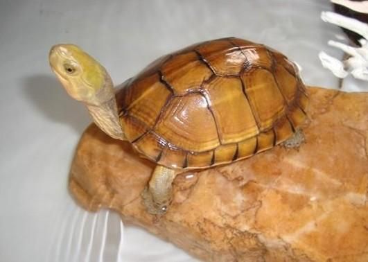 金钱龟能长多大? 金钱龟可以长到多大