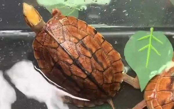 越南金钱龟