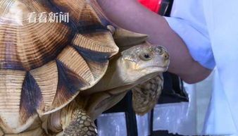 十二星座男专属宠物龟推荐