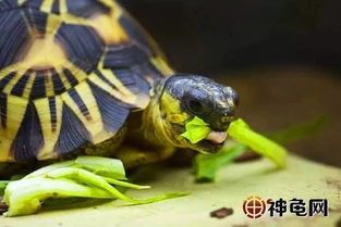 十二星座男专属宠物龟推荐