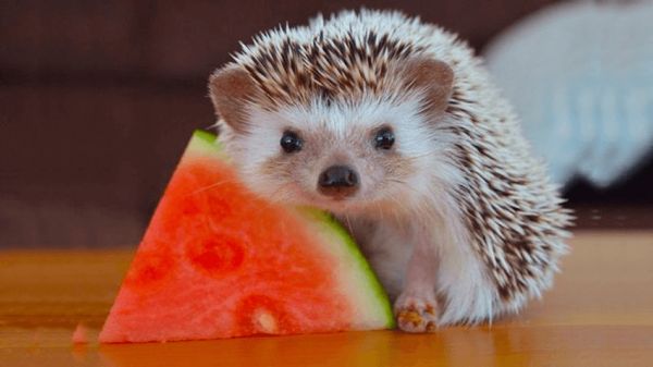 what-do-hedgehogs-eat.png