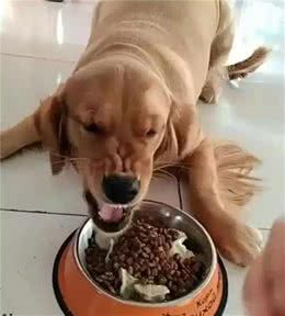 为什么猫和狗生下来就会护食