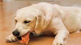 狗狗吃生肉的5大注意事项