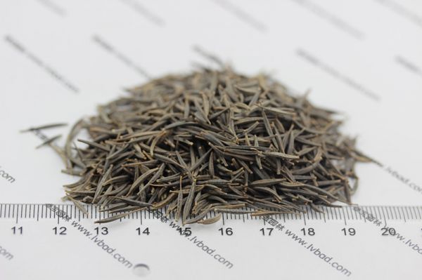 格桑花种子