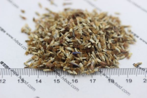 矢车菊种子