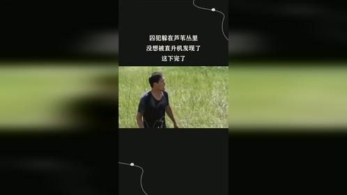 囚犯躲在芦苇丛里，没想被直升机发现了，这下完了