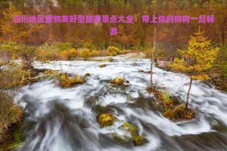 四川地区宠物友好型旅游景点大全:带上你的狗狗一起畅游