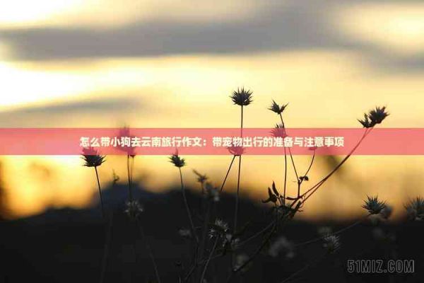 怎么带小狗去云南旅行作文：带宠物出行的准备与注意事项