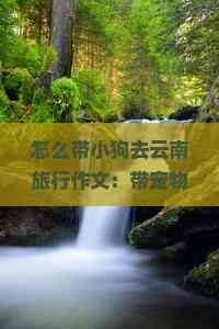 怎么带小狗去云南旅行作文：带宠物出行的准备与注意事项