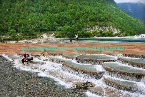 怎么带小狗去云南旅行作文：带宠物出行的准备与注意事项