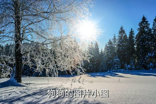 狗狗的图片小图
