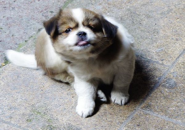 小狗狗
