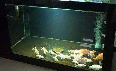 双线侧鱼繁殖和幼鱼的养护需要注意以下几个方面（双线侧鱼的繁殖和幼鱼的养护）