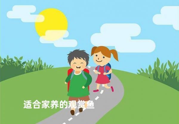 适合家养的观赏鱼