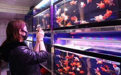 淡水观赏鱼什么鱼最好养（淡水观赏鱼的种类有哪些？）