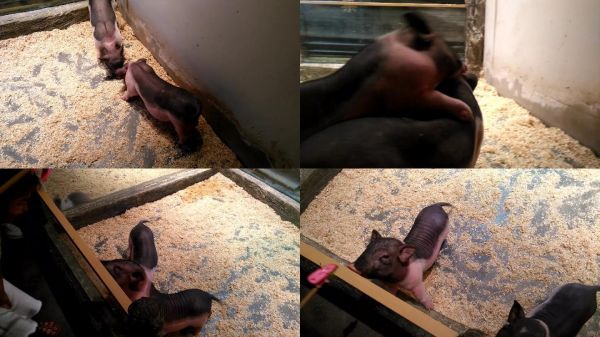 香猪宠物猪打闹吃食