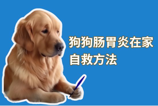 狗狗肠胃炎在家自救方法