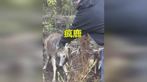 两只野鹿在小树林缠绵，结果鹿角意外缠在一起