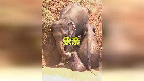 为了救出自己的孩子，象妈妈主动跳进深坑