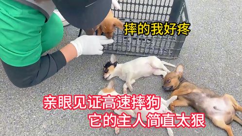 亲眼见证高速摔狗，它的主人简直太狠了