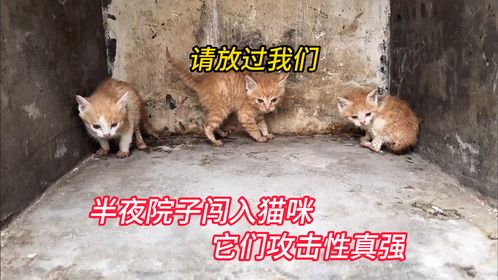 家里突然闯入三只小奶猫，没想到它们的攻击性还很强