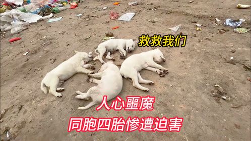 四只可爱的小奶狗，竟被狠心人弄得半死不活