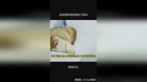 流浪猫帮我把猫找了回来