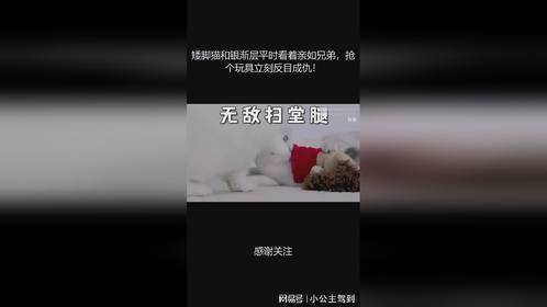 矮脚猫和银渐层平时看着亲如兄弟，抢个玩具立刻反目成仇！