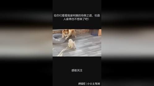 给你们看看我家柯基的待客之道，怕是人家再也不想来了吧！