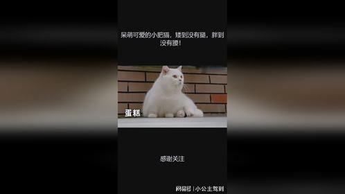 呆萌可爱的小肥猫，矮到没有腿，胖到没有腰！