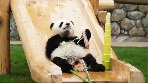 小熊猫得到了一根极品竹笋，吃的正香时妈妈来了，接下来忍住别笑