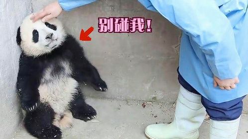 千万别惹熊猫宝宝生气，它们是哄不好的那种，除非你有盆盆奶！
