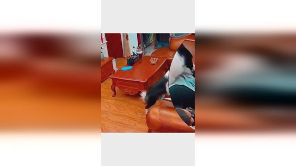 趁主人睡觉边牧将钱顺走，藏好装睡后，一气呵成