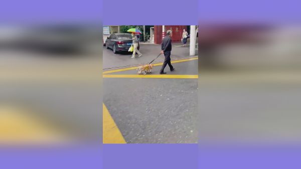 遛狗的大爷，狗可能是老得跑不动了