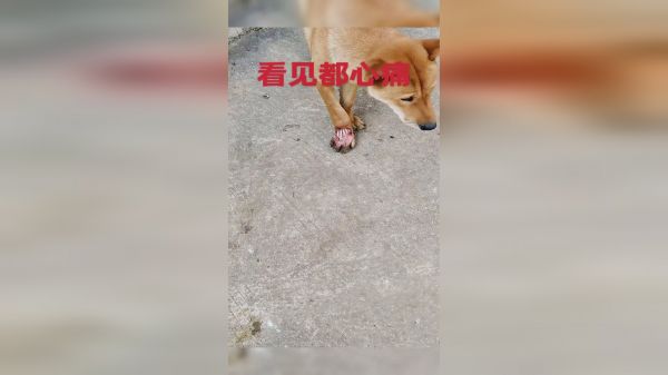 我不知道怎么办，看着你我也心疼