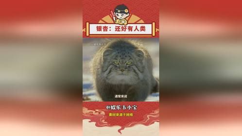 为什么说银杏是地球最强NPC