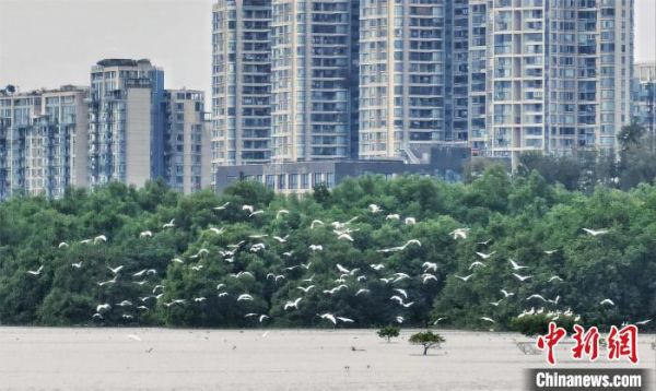 黑脸琵鹭飞抵深圳湾 林荫 摄