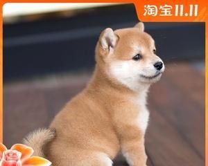 如何防止农村宠物狗狗被偷（15个实用防盗技巧）