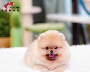 如何防止农村宠物狗狗被偷（15个实用防盗技巧）
